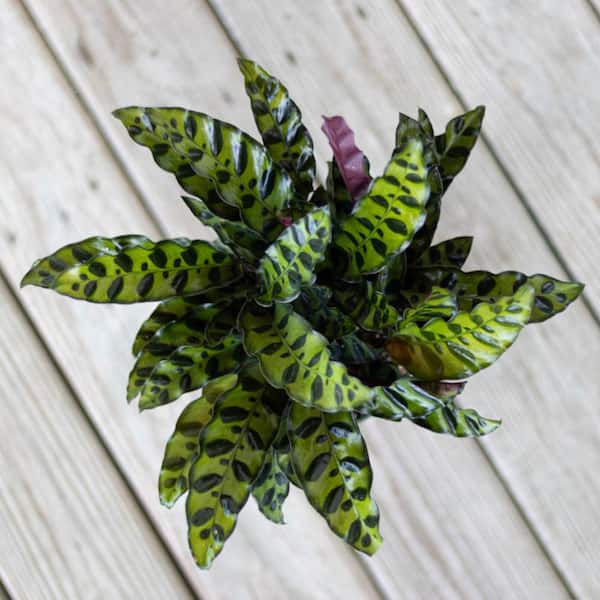 cardinal flower seeds Blue Cardinal Flower Seeds, Lobelia siphilitica