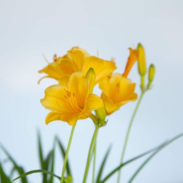 FLOWERWOOD 2.5 Qt. Stella De Oro Daylily, Live Perennial Plant