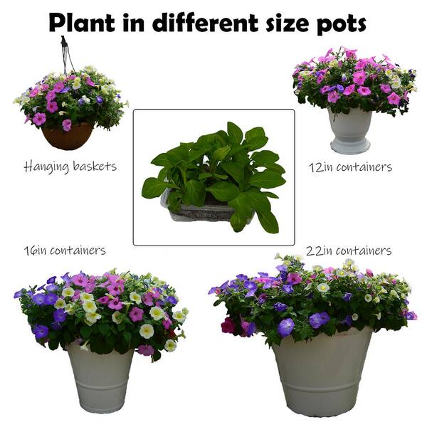 Unbranded - Drop N Decorate Plug-In Plant Petunia Mix Summer