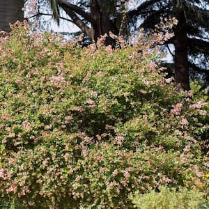 3 gal. Abelia Edward Goucher Shrub with Pink Flowers