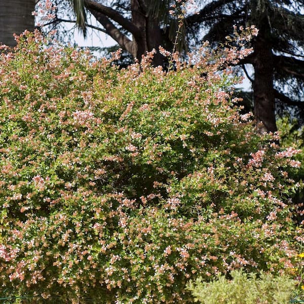 national PLANT NETWORK 3 gal. Abelia Edward Goucher Shrub with Pink Flowers
