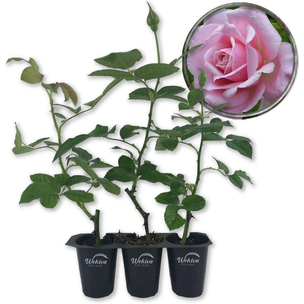 Wekiva Foliage Belinda's Dream Rose Bush- 3-Live Starter Plants in