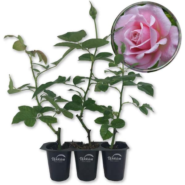 Wekiva Foliage Belinda's Dream Rose Bush- 3-Live Starter Plants in