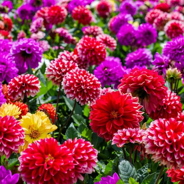 National Plant Network Dahlia Dinner Plate Mixed Bulbs (5-Pack)