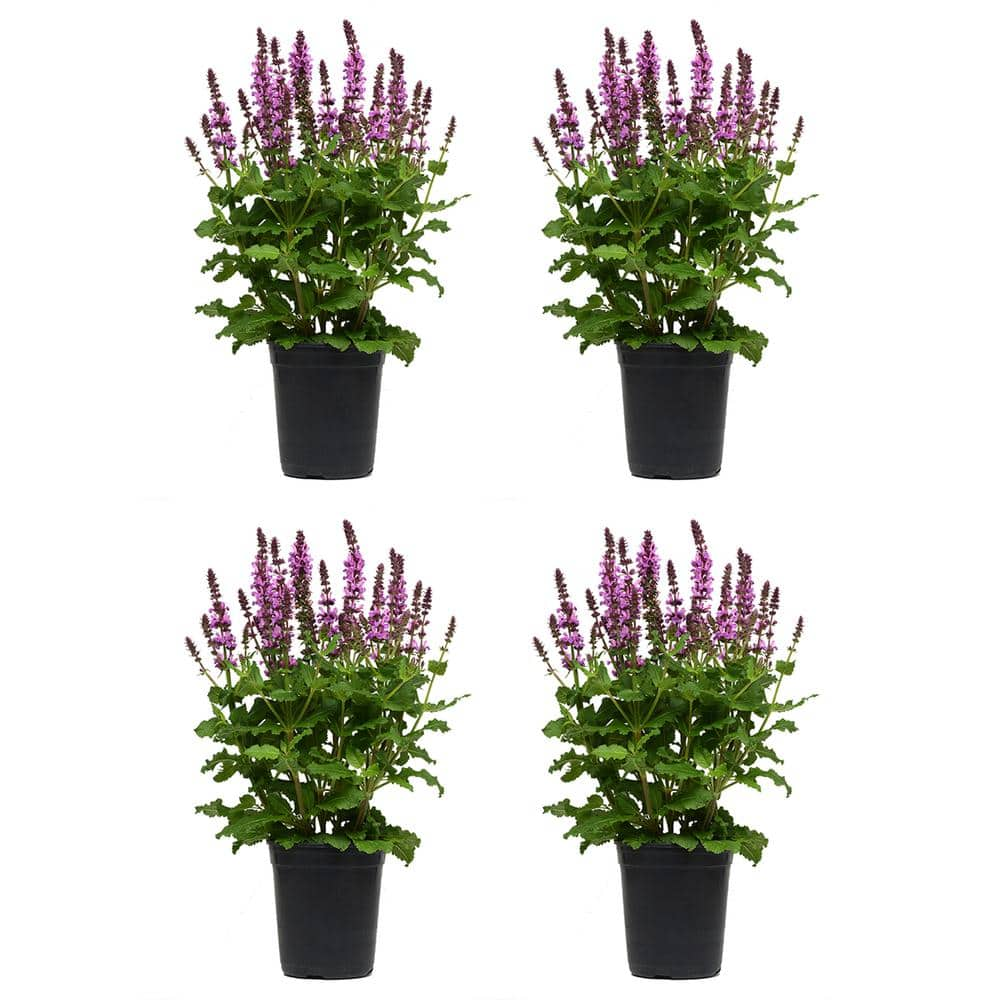 2.5 Qt. Perennial Salvia Rose (4-Pack) 1986 - The Home Depot