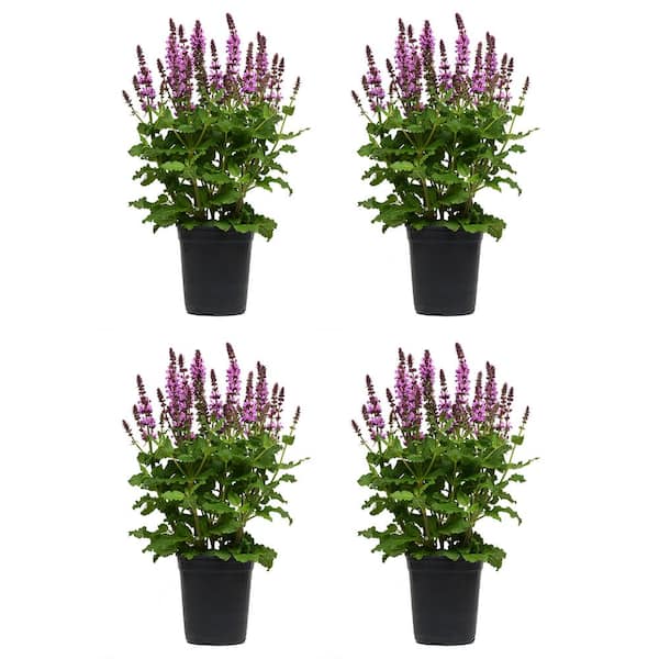 2.5 Qt. Perennial Salvia Rose (4-Pack)