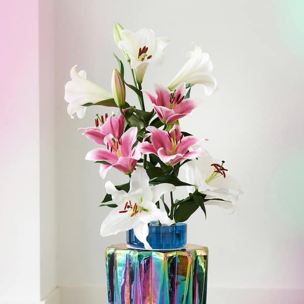 Garden State Bulb 16 cm/18 cm, Lake Carey Oriental Lily Flower