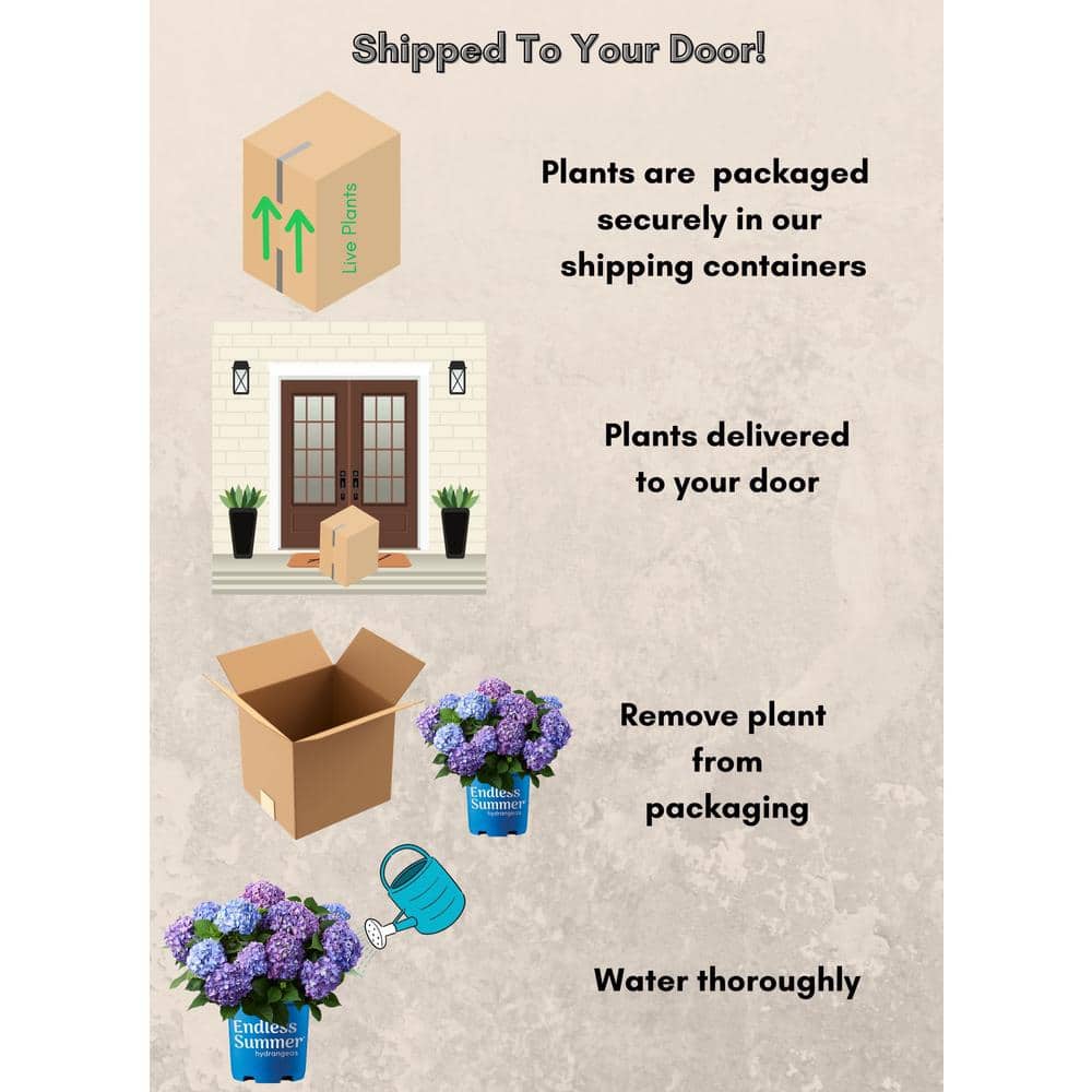 Endless Summer Purple and Blue Hydrangea in 1-Gallon Container