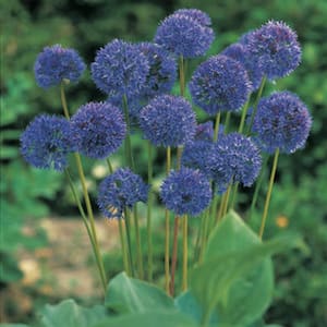 Allium Azureum Blue Globe Onions Set of 12 Bulbs