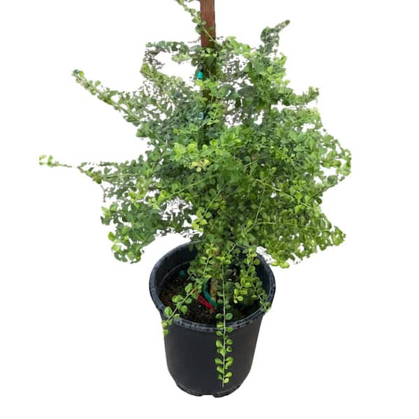 5 container Australian Finger Lime Tree Red Fruit (1-pack)