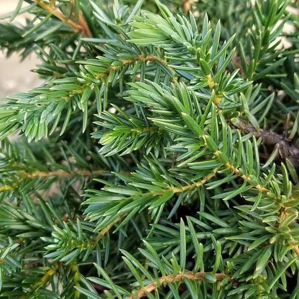 2.5 qt. Blue Pacific Juniper (Juniperus Conferta) Low-Growing, Trailing, Evergreen Shrub with Blue-Green Foliage