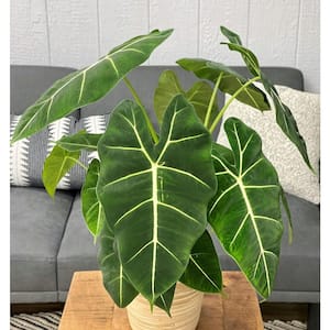 7 in. leafjoy Mythic Frydek Hybrid (Alocasia) - Elephant Ears, Live Plant, Seagrass Container (1-Pack)