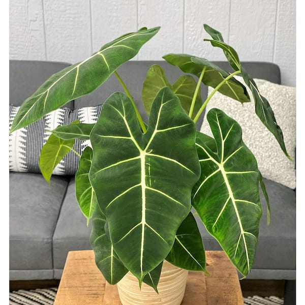 PROVEN WINNERS 7 in. leafjoy Mythic Frydek Hybrid (Alocasia) - Elephant Ears, Live Plant, Seagrass Container (1-Pack)