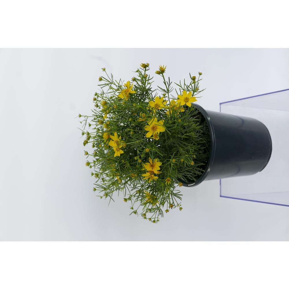 2.5 qt. Coreopsis v. Zagreb Perennial