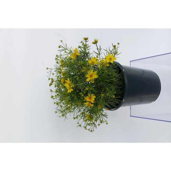 Unbranded 2.5 qt. Coreopsis v. Zagreb Perennial (2-Pack)