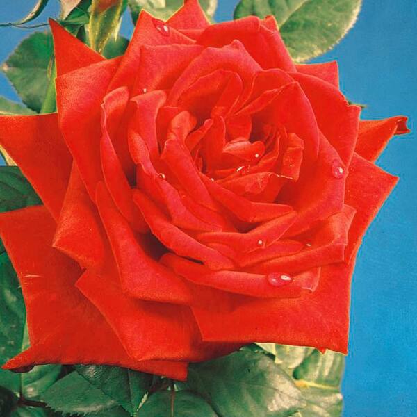 Mea Nursery Fragrant Red Masterpiece Hybrid Tea Rose Plant With Red Flowers 618 The Home Depot