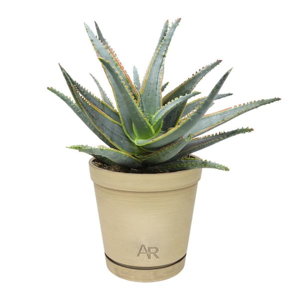 ALTMAN PLANTS Altman Reserve 6 in. Swordfish Aloe Succulent (Aloe Swordfish  PP32010) in Cement Pot 0872981 - The Home Depot
