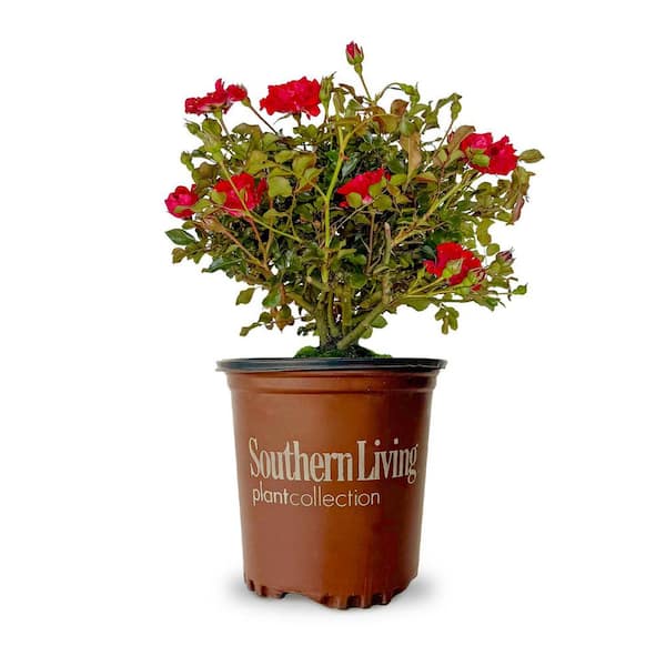 SOUTHERN LIVING 2.5 Qt. It's a Breeze Groundcover Rose with Dark Red Double Blooms