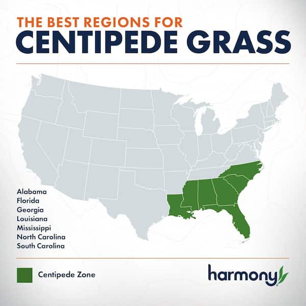 500 sq. ft. Centipede Sod (1-Pallet)