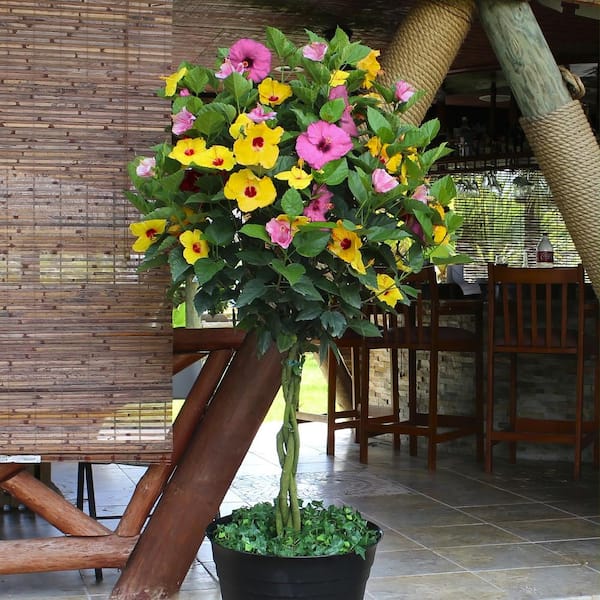 national PLANT NETWORK 10 In Hibiscus, Pink Lemonade Braided Hibiscus Tree 1-Piece