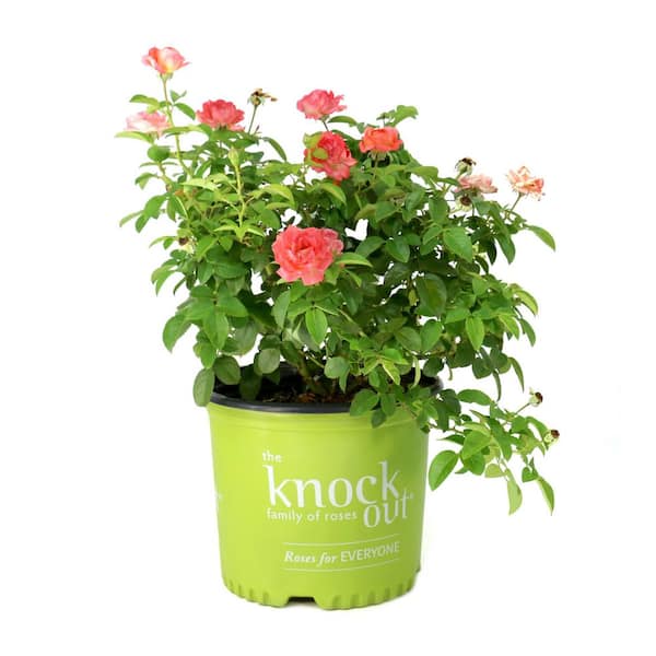 KNOCK OUT 3 gal. Knock Out Rose Orange Glow HD2666 - The Home Depot