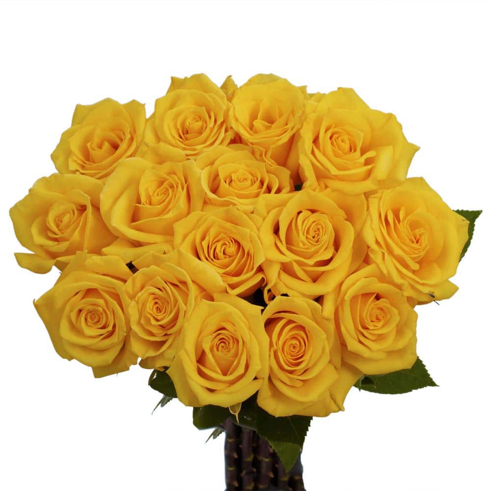 Globalrose Fresh Yellow Color Roses (100 Stems) gold-strike-medium-100 ...