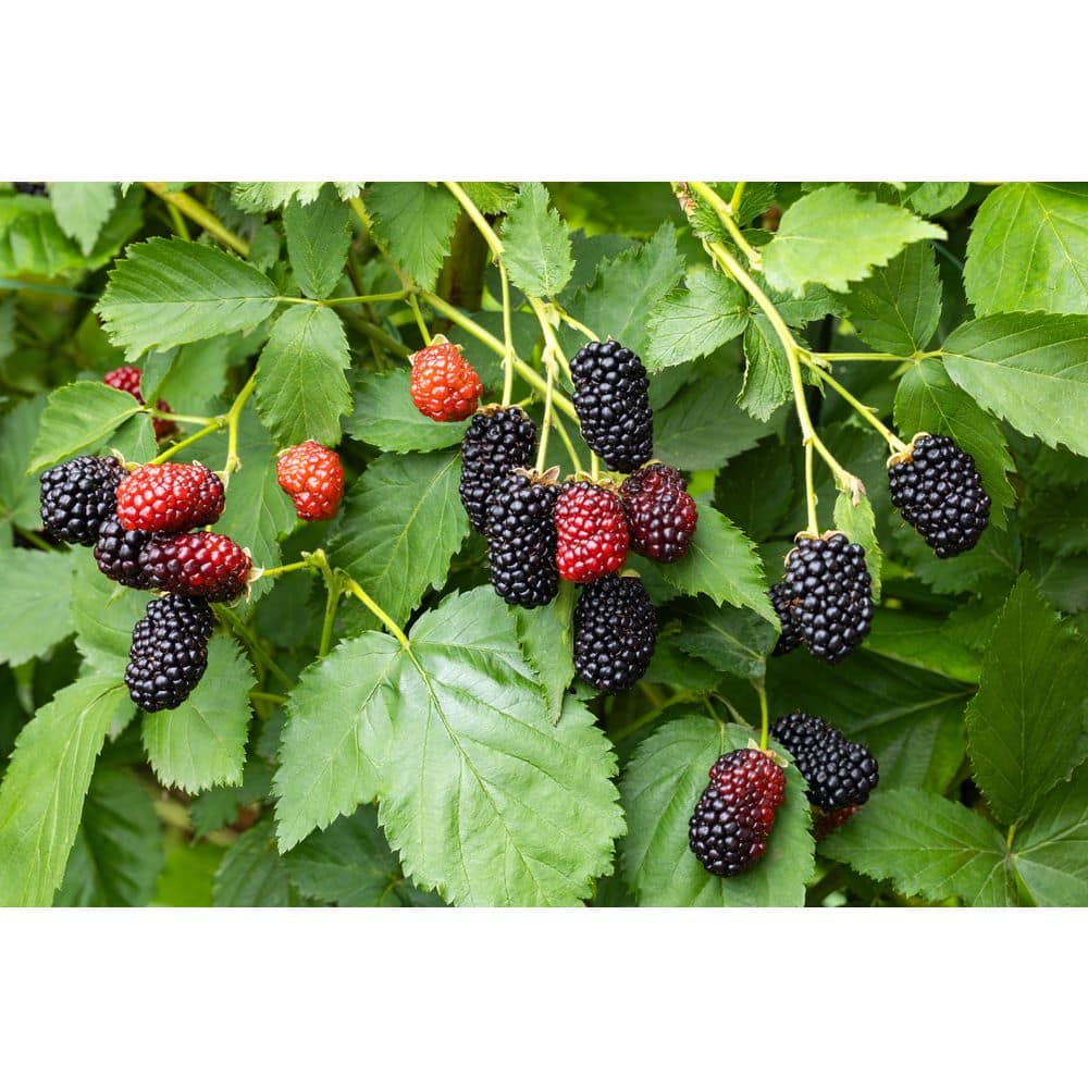 1 gal. Eclipse Thornless Blackberry Plants, 1 gal. – Live Fruiting Berry Bushes, 2-Pack price history on PriceWatchPro