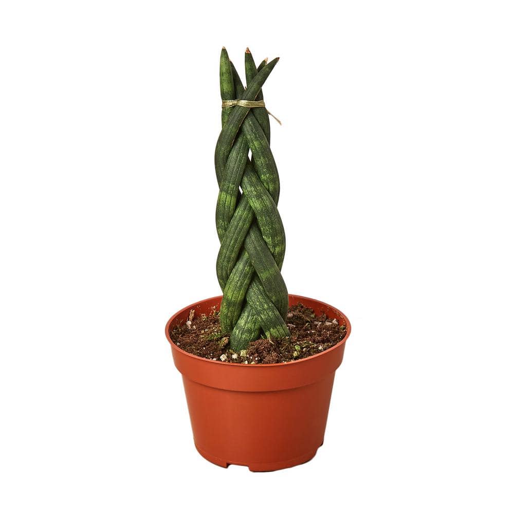 PPC INTERNATIONAL LLC Snake Plant Braided (Sansevieria cylindrica) Plant in  4 in. Grower Pot 4_SNAKE_BRAID - The Home Depot
