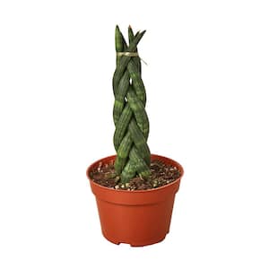 Snake Plant Braided (Sansevieria cylindrica) Plant in 4 in. Grower Pot