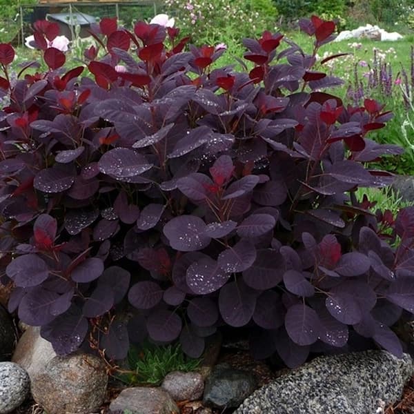 Online Orchards 1 Gal Royal Purple Smokebush Shrub Colorful Plumes Rising Out Of Foliage Provide A Rare And Dramatic Smokey Effect Sbsb001