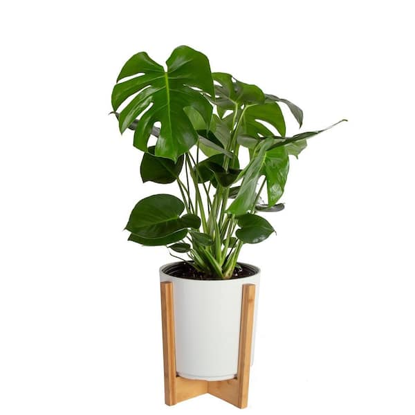 10 in. Monstera Plant in Pedestal Pot