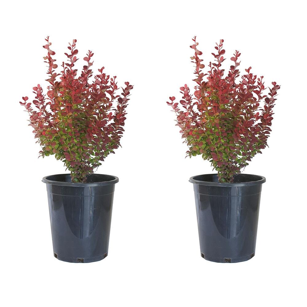 Alder And Oak 5 Container Orange Rocket Barberry Shrub 2 Pack Beor05 The Home Depot 7432