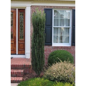 1 Gal. Sky Pencil Japanese Holly Shrub Columnar Evergreen Especially Elegant in Containers and as Hedges