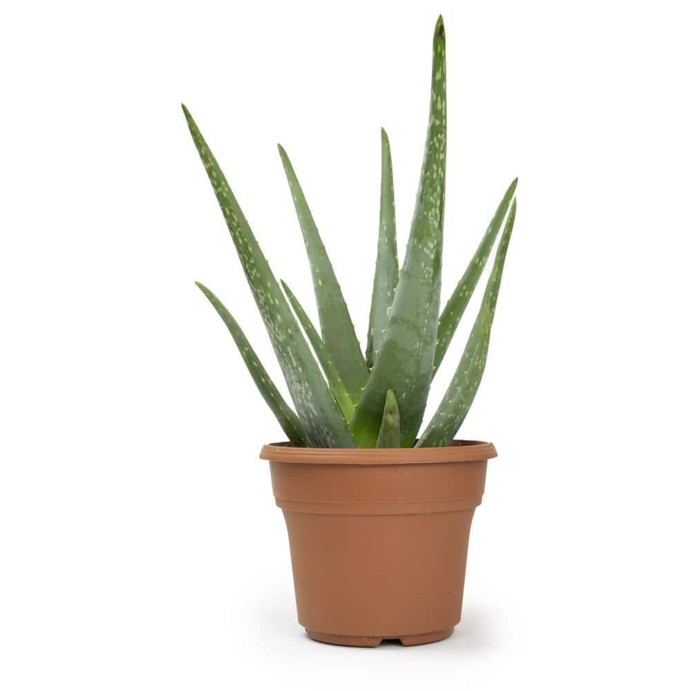 Tilskynde Indtil nu Ru ALTMAN PLANTS 6 in. Single Aloe Vera in Panterra Clay Deco Pot 0872602 -  The Home Depot