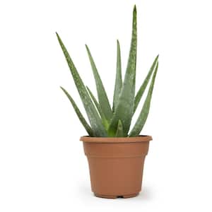 6 in. Single Aloe Vera in Panterra Clay Deco Pot