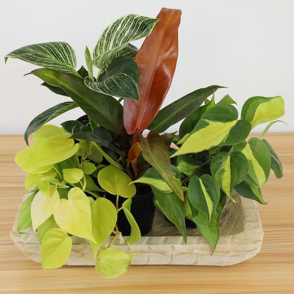 Altman Plants 4.25 in. Philodendron Assortment (4-Pack)