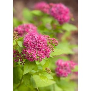 4.5 in. qt. Double Play Gold Spirea (Spiraea) Live Shrub, Pink Flowers with Green and Yellow Foliage