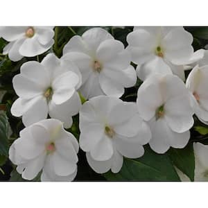 1 Gal. Compact White SunPatiens Impatiens Outdoor Annual Plant with White Flowers (2-Plants)