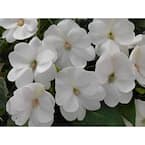 1 Gal. White Impatien Outdoor Annual Plant with White Flowers (4-Plants)