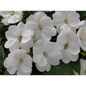 1 Gal. Compact White SunPatiens Impatiens Outdoor Annual Plant with White Flowers (4-Plants)