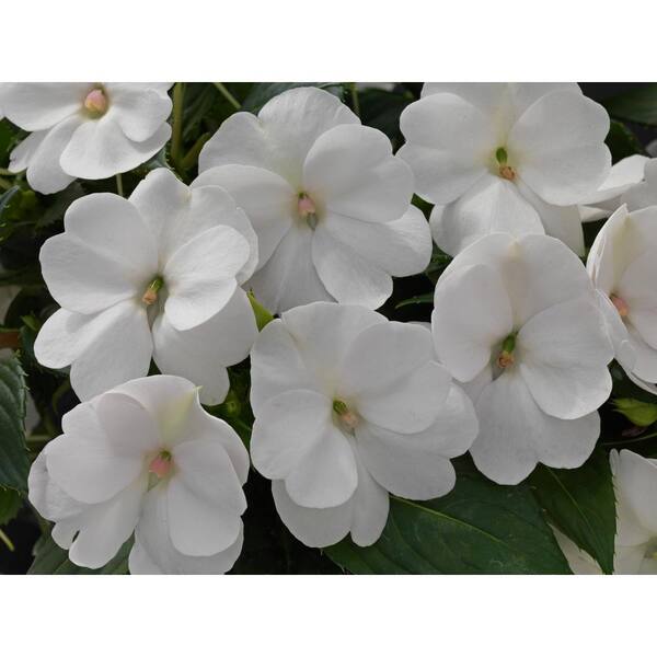 SunPatiens 1 Gal. Compact White SunPatiens Impatiens Outdoor Annual Plant with White Flowers (4-Plants)