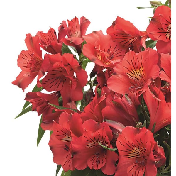 Unbranded. 2.5 qt. Alstroemeria 'Colorita Kate' Perennial Plant
