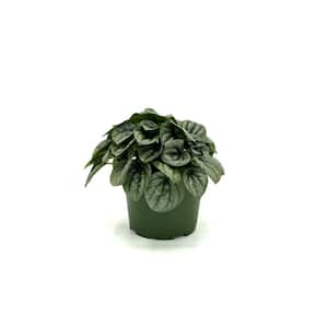 6 in. Peperomia Frost Plant in Grower Pot