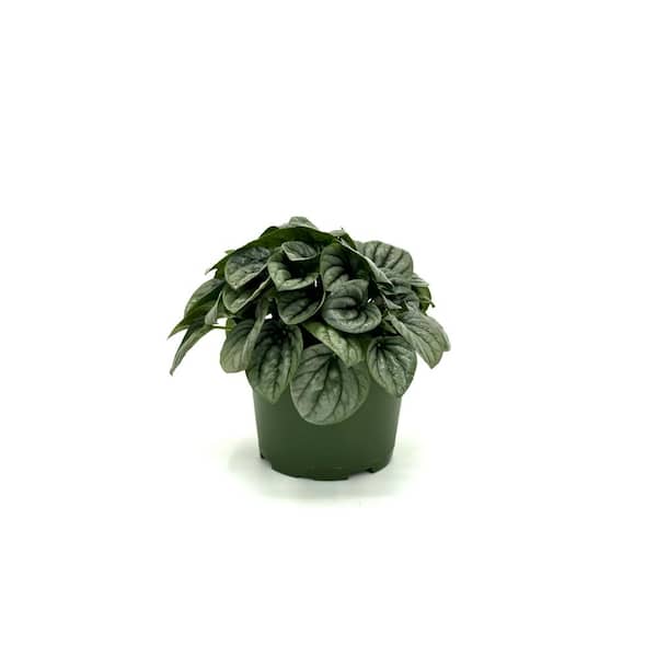 HAMPSHIRE FARMS 6 in. Peperomia Frost Plant in Grower Pot