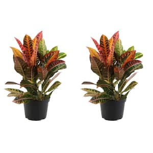 Croton Petra Indoor Plant in Grower's Pot, Average Shipping Height 1-2 ft. Tall (2-Pack)