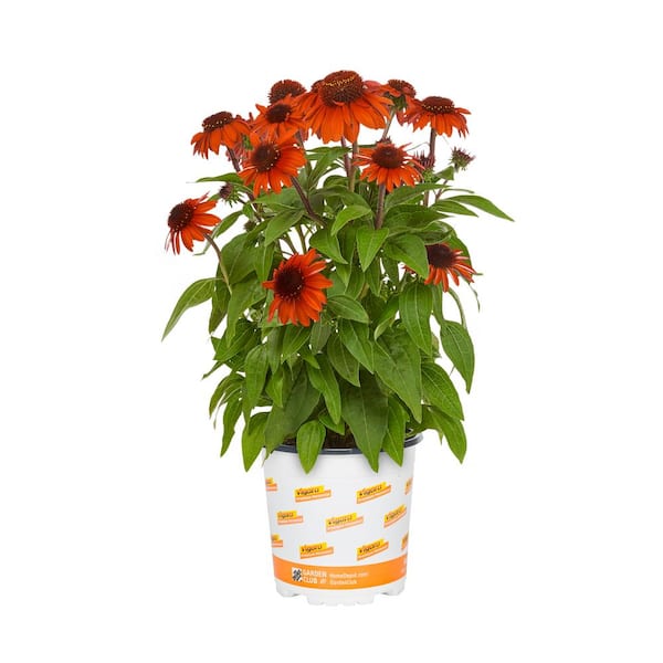 2.5-qt. Vigoro Artisan Ombre Red Cone Flower Perennial Plant