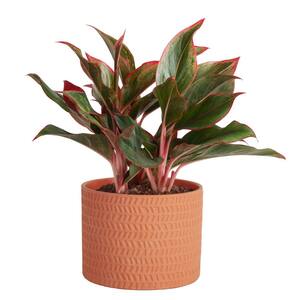 Aglaonema Indoor Chinese Evergreen Plant in 6 in. Ceramic Pot, Avg. Shipping Height 1-2 ft. Tall
