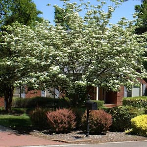 5 Gal. Kousa Dogwood Flowering Deciduous Tree with White Flowers