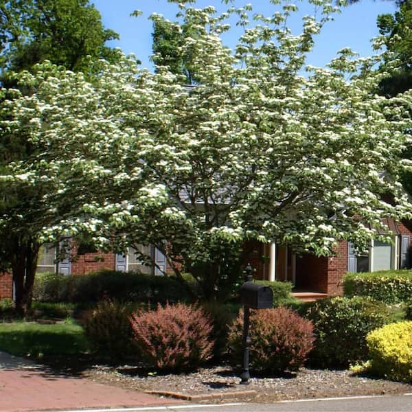Unbranded 5 Gal. Kousa Dogwood Flowering Deciduous Tree with White Flowers