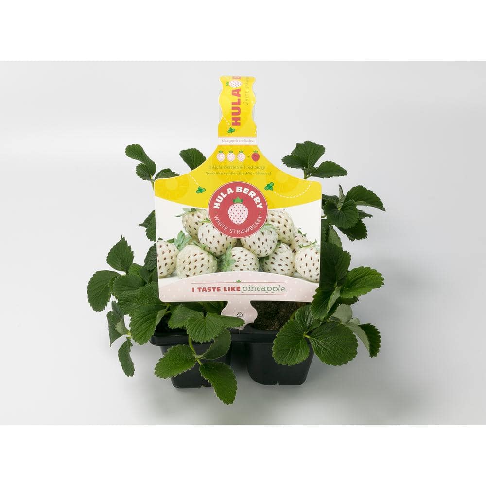 Hula Berry Fruit (304PK) - (1-Pack)